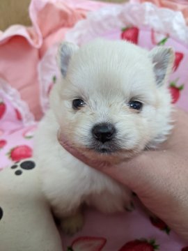 ポメラニアン【神奈川県・女の子・2021年12月30日・ホワイト】の写真「両親ホワイト専門犬舎の本格ホワイトレディーちゃん♥」