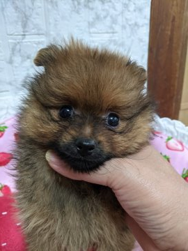 ポメラニアン【神奈川県・女の子・2021年7月16日・オレンジ】の写真「初めてお迎えに安心なタイプのかわいい女の子♥️」
