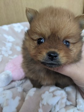 ポメラニアン【神奈川県・男の子・2021年3月5日・オレンジ】の写真「とても 穏やかで甘えん坊  優しいお目々の男の子♥」