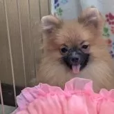 ポメラニアン