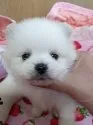 ポメラニアン【神奈川県・男の子・2021年12月30日・ホワイト】の写真2