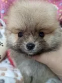 ポメラニアン【神奈川県・男の子・2021年5月7日・オレンジ】の写真3