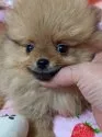 ポメラニアン【神奈川県・男の子・2021年12月18日・オレンジ】の写真4「激かわおぼっちゃま💞💞💞♥️」