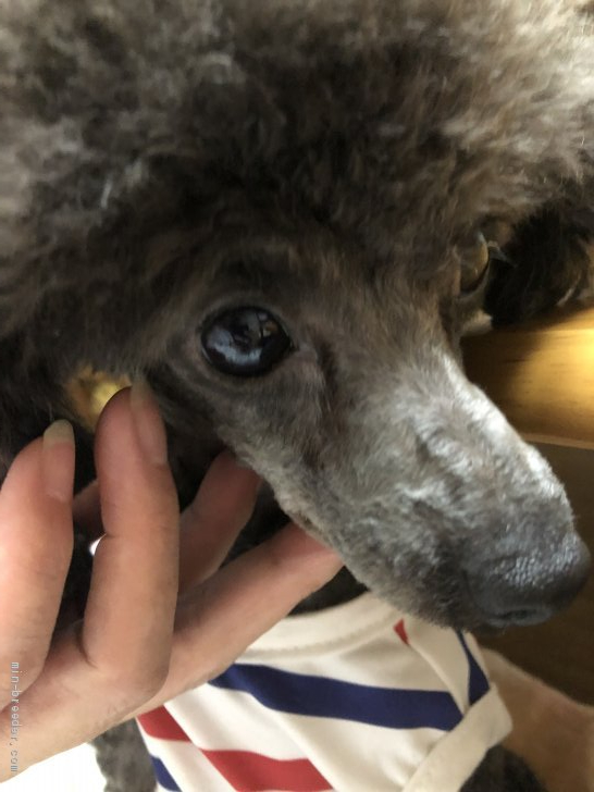 2kgの可愛いパパ犬｜村上　昌希子(むらかみ　まきこ)ブリーダー(広島県・トイプードル・JKC登録)の紹介写真2