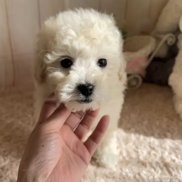Y.U 様のお迎えした子犬