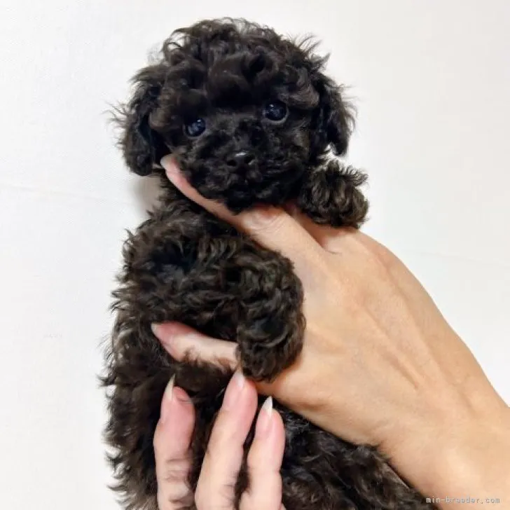 みんみん 様のお迎えした子犬