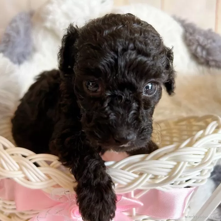 ここ 様のお迎えした子犬