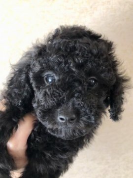 トイプードル(トイ)【広島県・男の子・2019年2月14日・ブラック】の写真「値引きしました.｡◦♡‬カードOK」