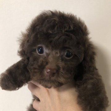 トイプードル(ティーカップ)【広島県・女の子・2023年4月26日・ブラウン】の写真「人気のブラウン女の子♪♪」