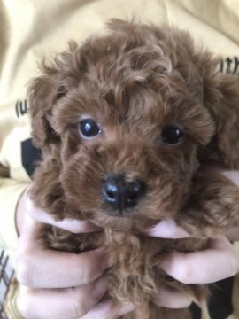 トイプードル(トイ)【広島県・男の子・2019年10月15日・レッド】の写真「期間限定でお値下☆*°」