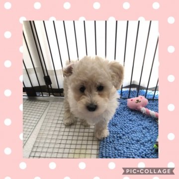 トイプードル(トイ)【広島県・女の子・2018年2月21日・ホワイト(クリーム)】の写真「キレイなお顔の女の子です(≧∇≦)」