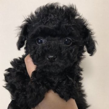 トイプードル(トイ)【広島県・男の子・2023年1月15日・ブラック】の写真「可愛いブラック男の子」