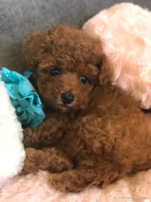 ID:1808-02761の子犬