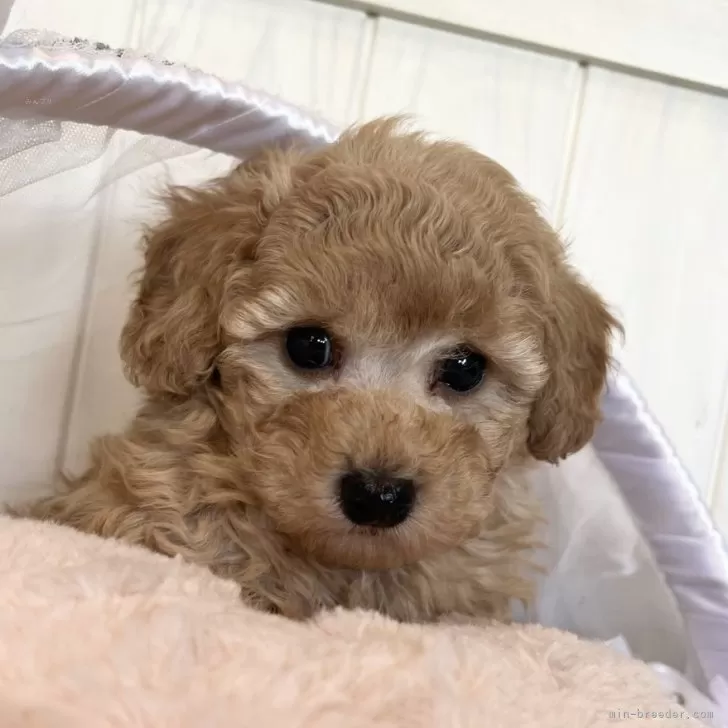 ID:2501-01396の子犬