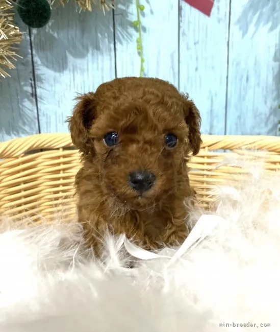 みー 様のお迎えした子犬