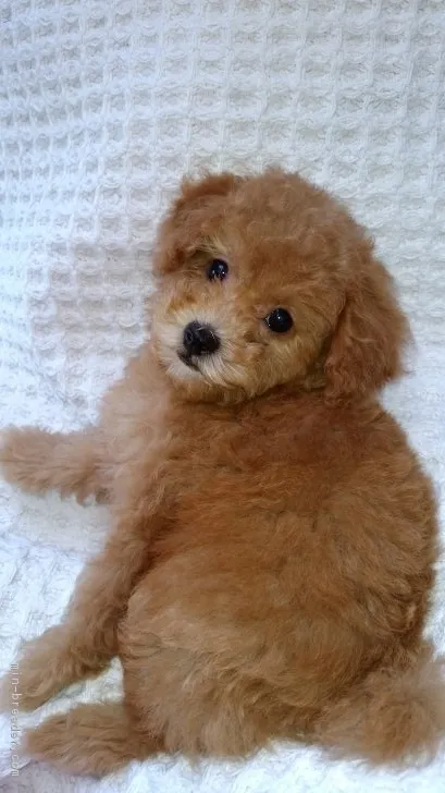 Ｔ・Ｋ 様のお迎えした子犬