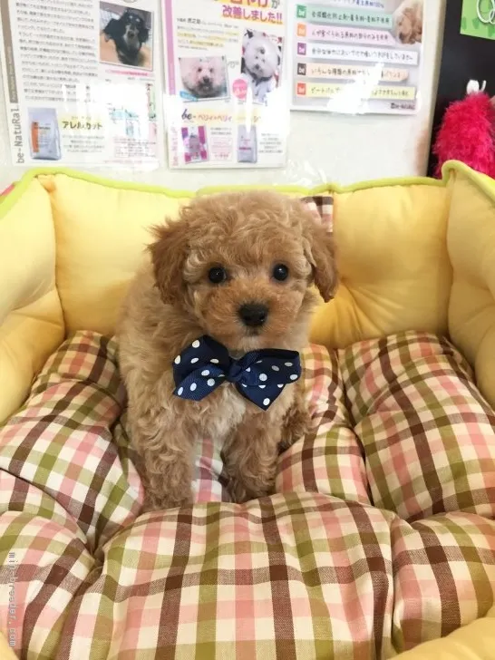 ID：1703-00687の子犬