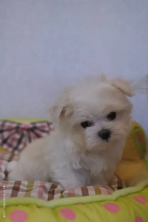ID:1708-02078の子犬