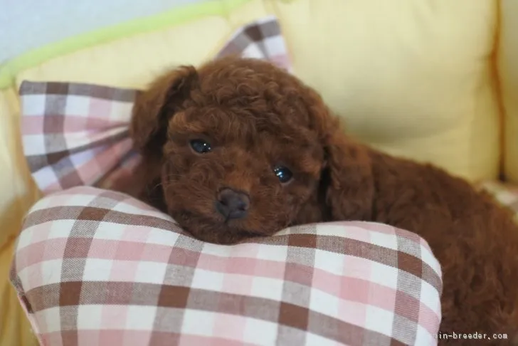 ID：1709-00563の子犬