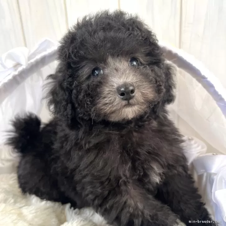 ID：2401-03076の子犬