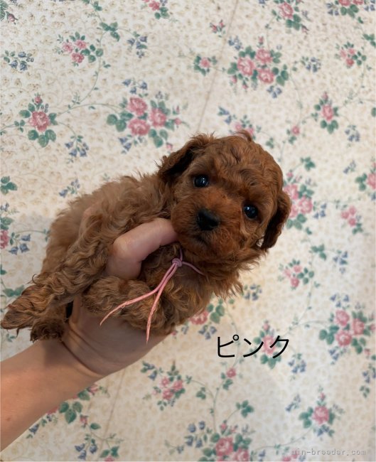 鑪利枝ブリーダーのブログ：子犬ご見学ご予約受付しております