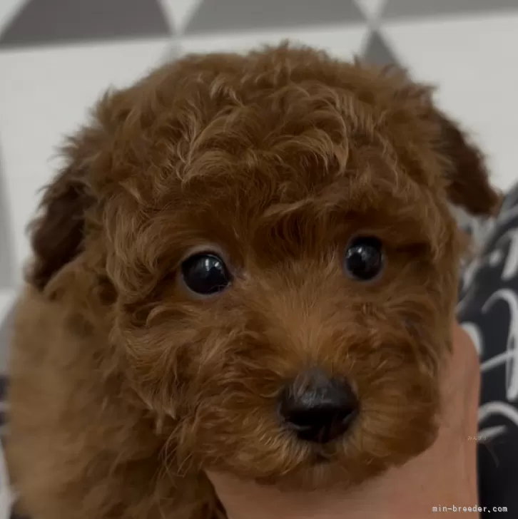 ID:2501-04058の子犬