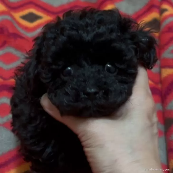 A.Y 様のお迎えした子犬