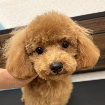 トイプードル(ティーカップ)【神奈川県・男の子・2024年5月18日・レッド、アプリコット】の写真「人間も犬も大好き♪甘えん坊さん三大遺伝性疾患クリア」