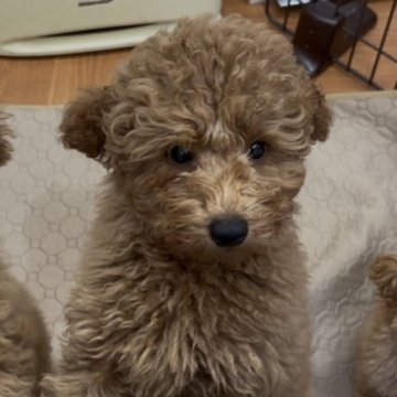 トイプードル(トイ)【神奈川県・男の子・2025年8月23日・レッド】の写真「人懐こく人間も犬も大好き♪遺伝性疾患無」