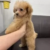 ティーカッププードル【神奈川県・女の子・2025年8月25日・アプリコット】の写真2
