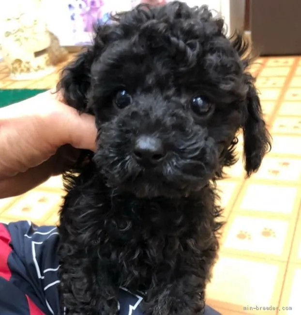 ID:2201-03599の子犬