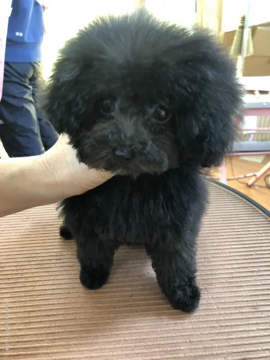 ID:2001-01254の子犬