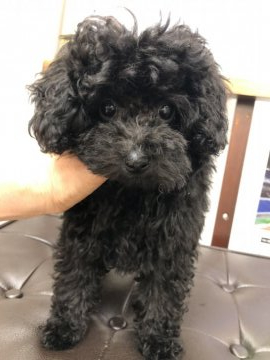 トイプードル(トイ)【神奈川県・女の子・2021年7月18日・ブラック】の写真「人間も犬も大好き！血統優秀！PRA心配なし」