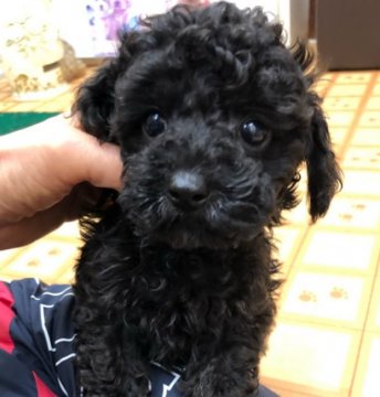 トイプードル(タイニー)【神奈川県・男の子・2021年12月4日・ブラック】の写真「人間も犬も大好き♪血統優秀！PRA心配なし」