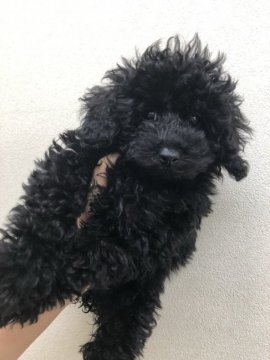 トイプードル(トイ)【神奈川県・女の子・2022年1月13日・ブラック】の写真「人間も犬も大好き♪懐こくて可愛い♪PRAクリア」