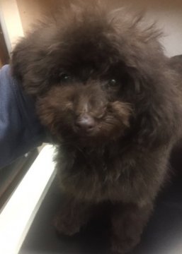 トイプードル(タイニー)【神奈川県・男の子・2016年10月24日・ブラウン】の写真「人間も犬も大好き♪目の遺伝的疾患PRA心配なし♪」