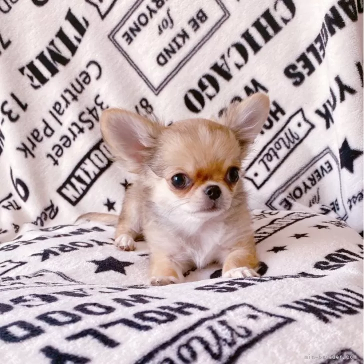 ID:2503-02413の子犬
