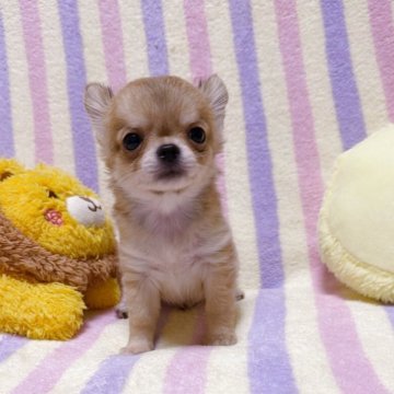 チワワ(ロング)【埼玉県・男の子・2025年9月17日・フォーン】の写真「ご見学後一緒に帰れます♪」