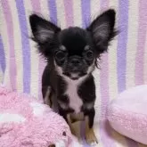 チワワ(ロング)