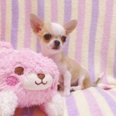 チワワ(スムース)