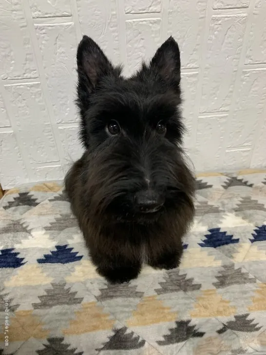 ID:2112-02219の子犬