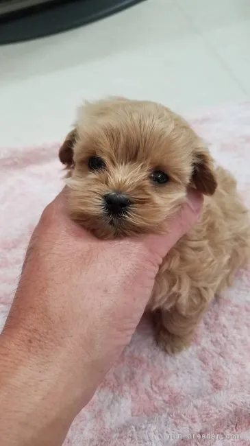 ID：1902-01208の子犬