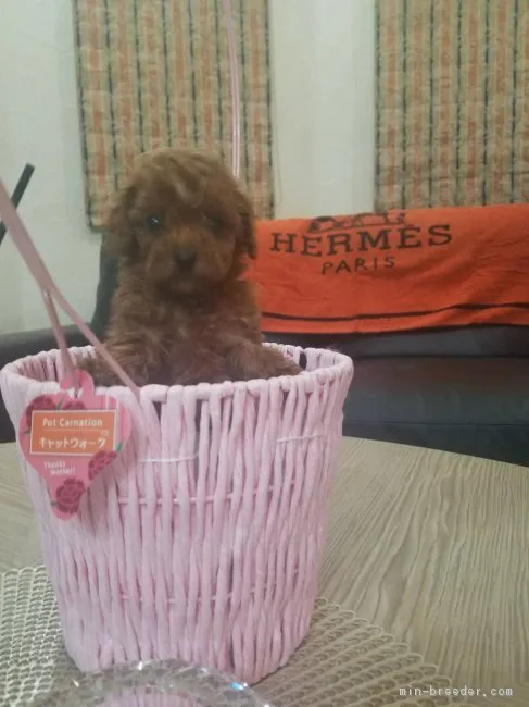 ID:1806-02589の子犬