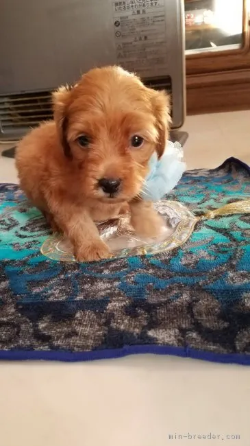 ID：1902-01436の子犬