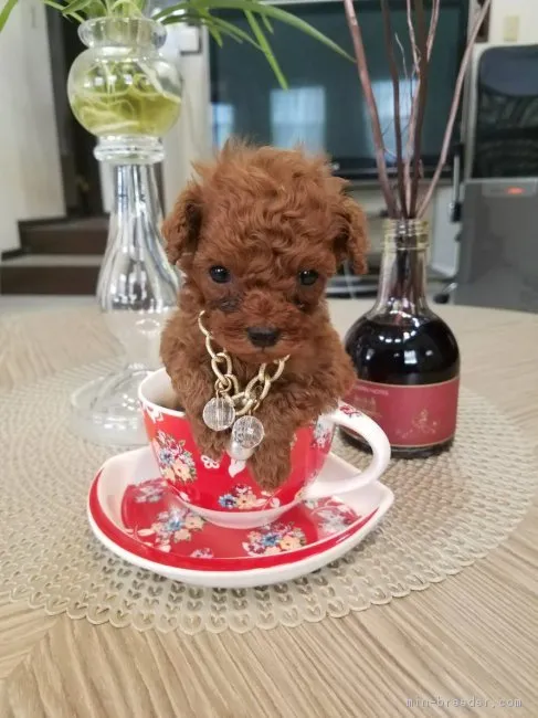 ID：1811-00352の子犬