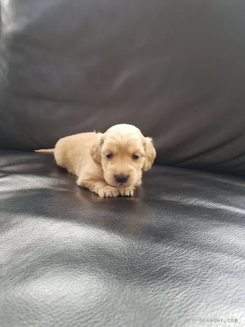 ID:1901-00338の子犬