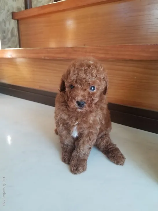 M.S 様のお迎えした子犬