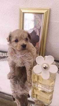 マルプー(タイニープードル×マルチーズ) ♂【群馬県・男の子・2020年5月1日・アプリコット】の写真「やさしいカラーの大人しい子」