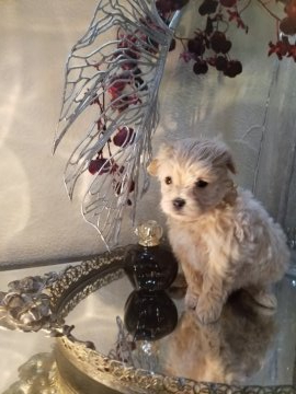 マルプー(タイニープードル×マルチーズ) ♀️【群馬県・女の子・2020年10月18日・アプリコット】の写真「やさしいカラーの大人しい子」