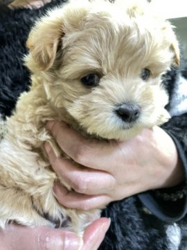 マルプー(タイニープードル×マルチーズ) ♂️【群馬県・男の子・2021年11月8日・アプリコット】の写真「やさしいカラーの大人しい子」